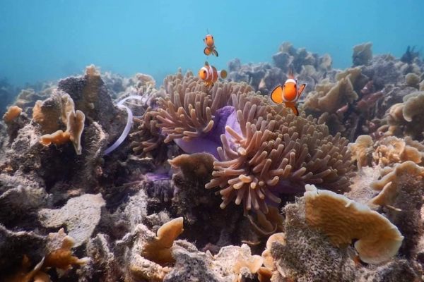 alam bawah laut di pulau pramuka kepulauan seribu jakarta